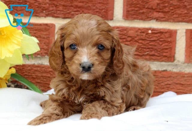 Spike Cockapoo
