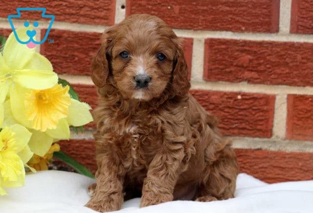 Spike Cockapoo2