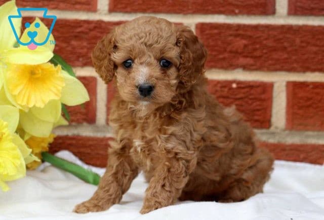 Spring Cockapoo