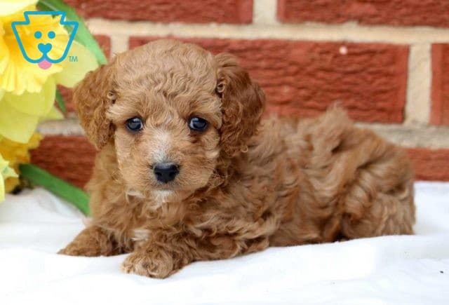 Spring Cockapoo2