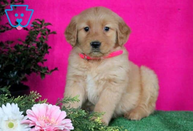 Spruce Golden Retriever 1-001