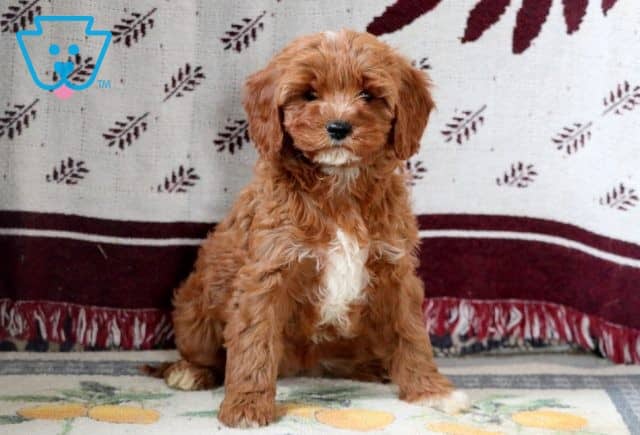 Stacey Cavapoo 1-001