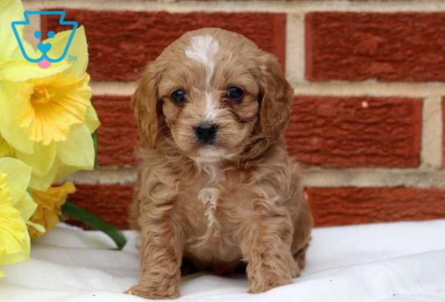Storm Cockapoo