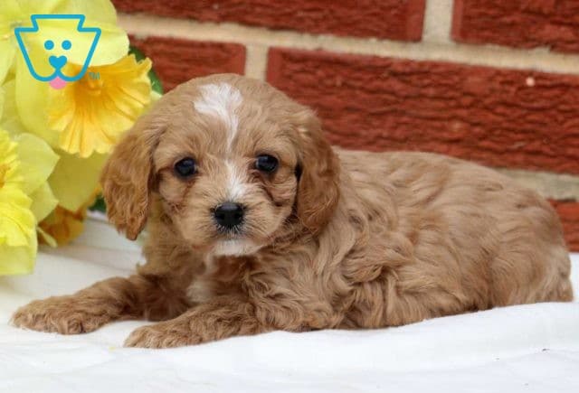 Storm Cockapoo2