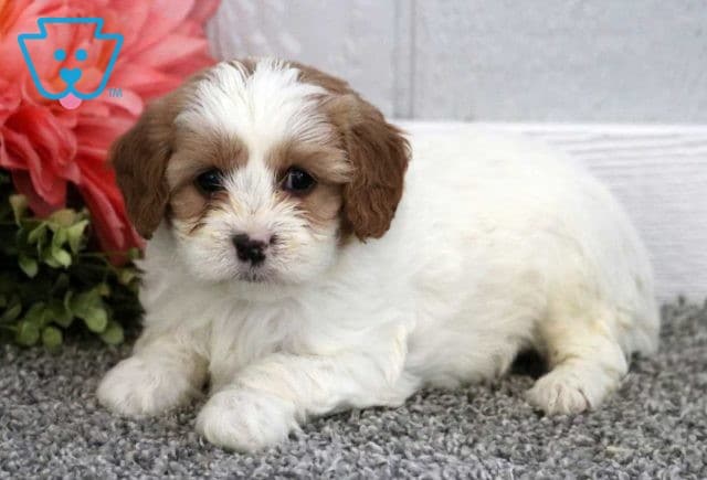 Tanner Cavapoo2