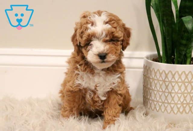 Taz Cavapoo 1-001