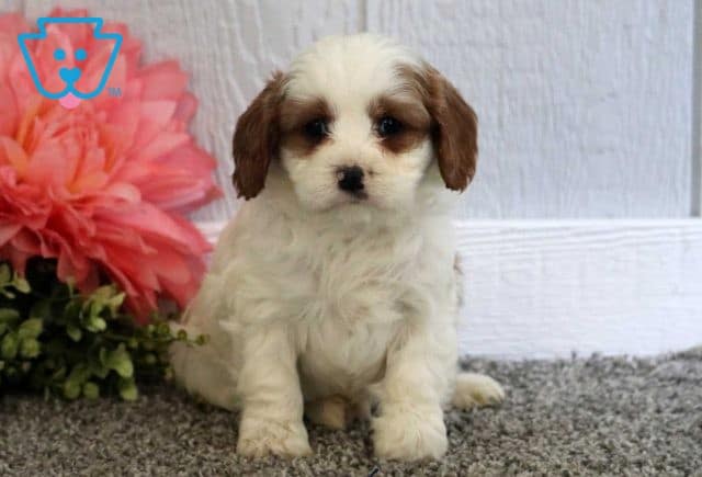 Theo Cavapoo