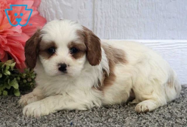 Theo Cavapoo2