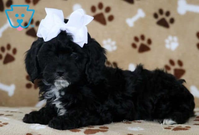 Tia Cockapoo