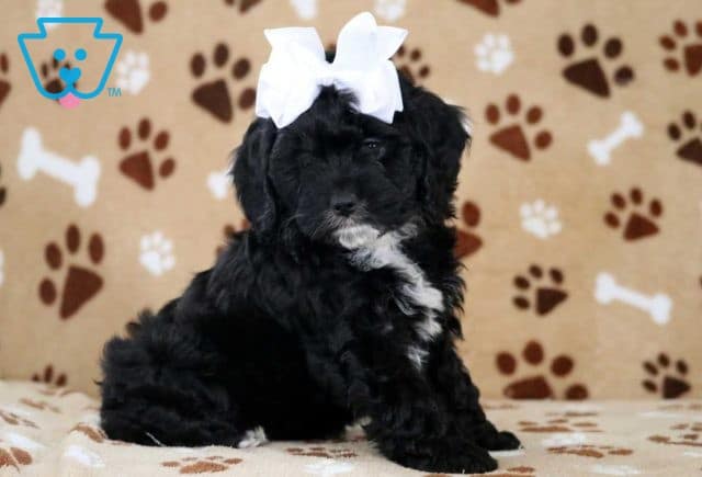 Tia Cockapoo2