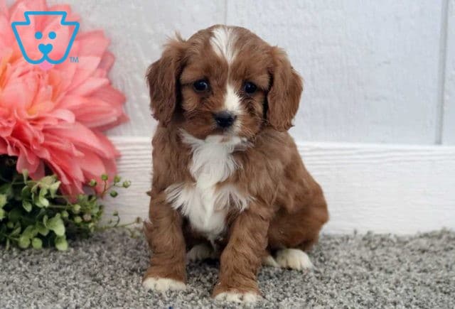 Tike Cavapoo