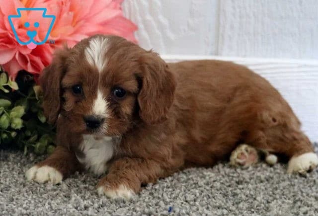 Tike Cavapoo2