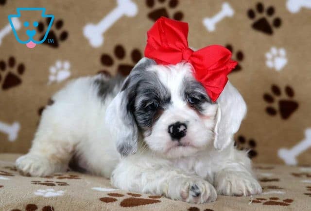 Tike Cockapoo