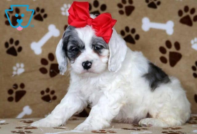 Tike Cockapoo2