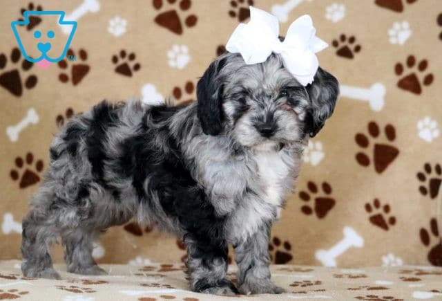 Tinker Cockapoo2