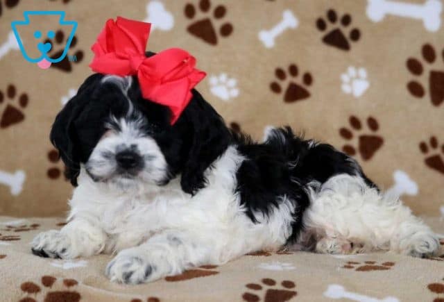 Toby Cockapoo