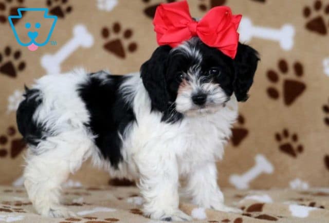 Tonya COckapoo