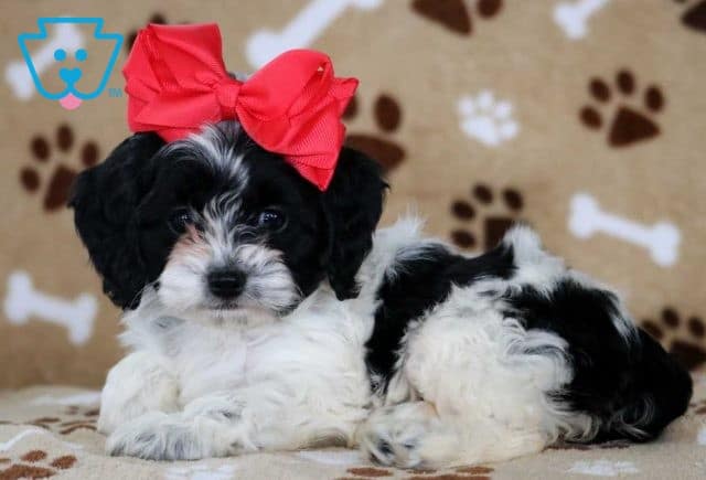 Tonya COckapoo2