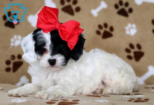 Trinity Cockapoo