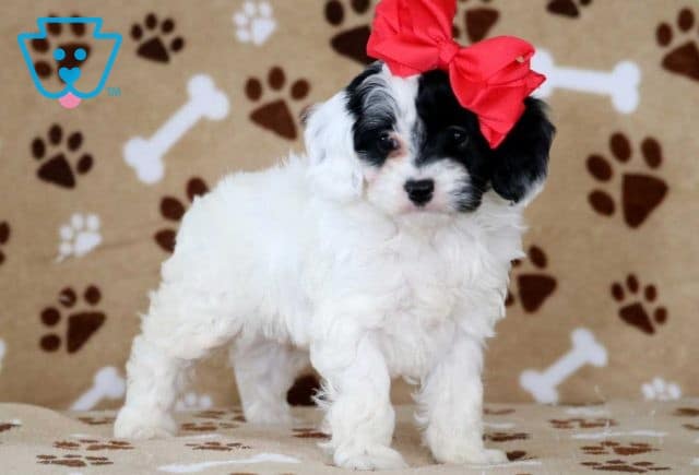 Trinity Cockapoo2