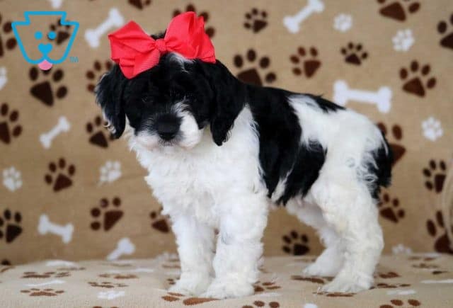 True Cockapoo