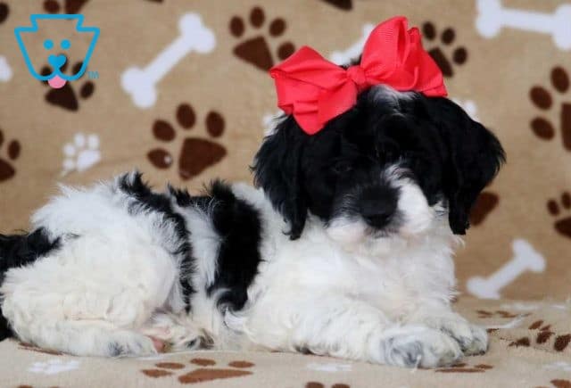 True Cockapoo2