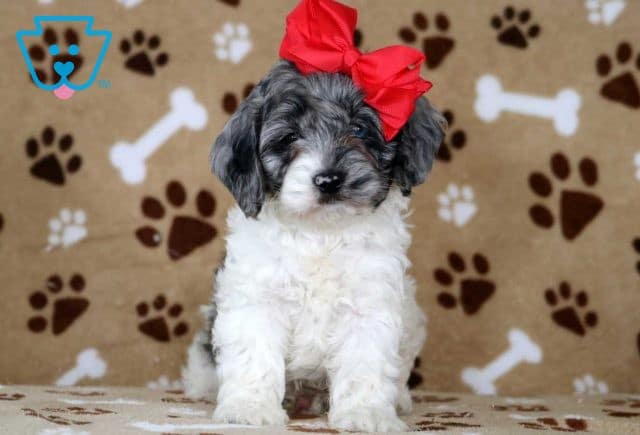 Tucker Cockapoo