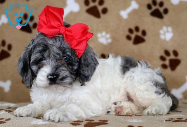 Tucker Cockapoo2