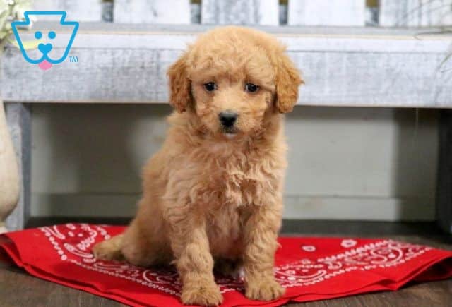 Vanessa Cavapoo 1-001