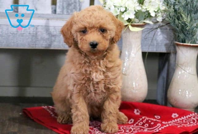 Vinny Cavapoo 1-001