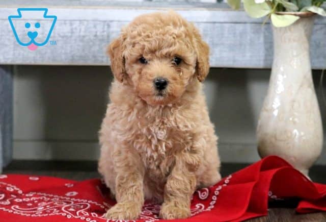Violet Cavapoo 1-001