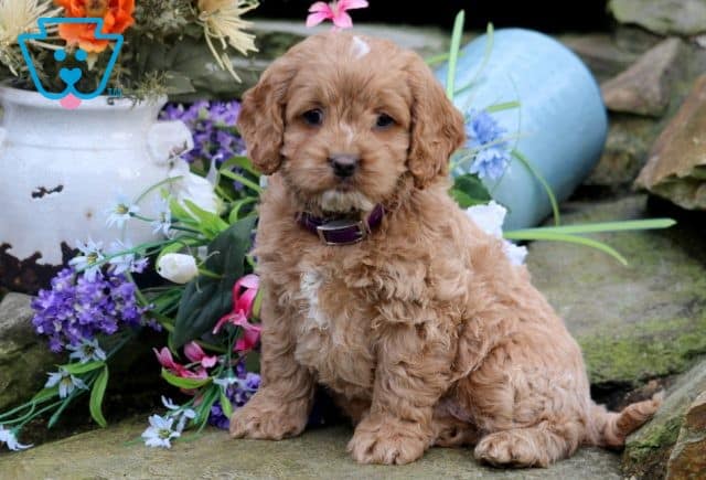 Wesley Cockapoo 1-001
