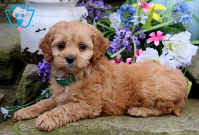 William Cockapoo 1-001