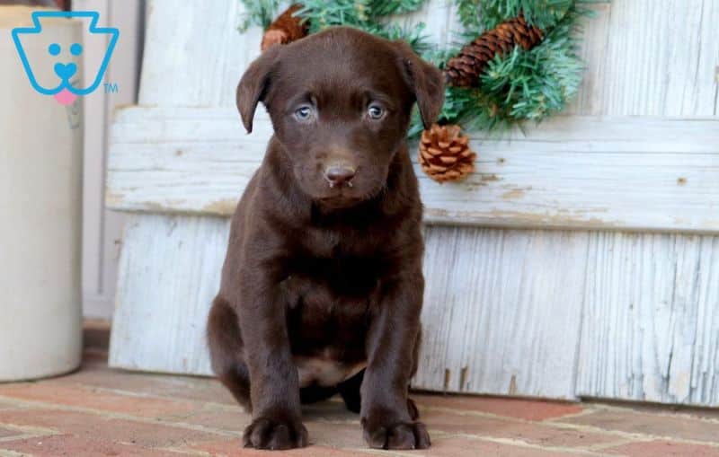 Chocolate lab puppy