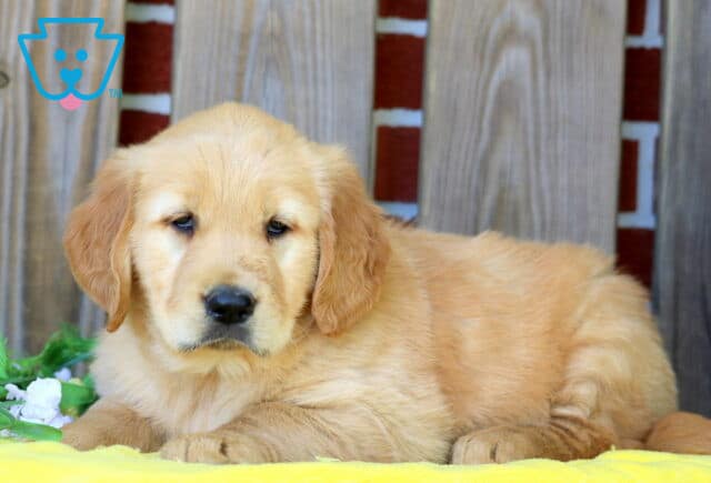 Dandy Golden Retriever 1-001