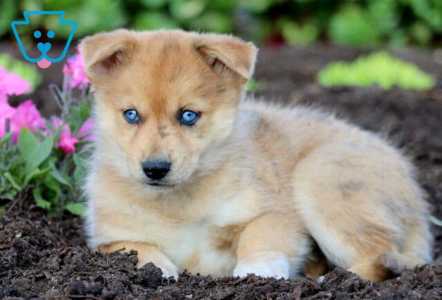 Darla Pomsky 1-001