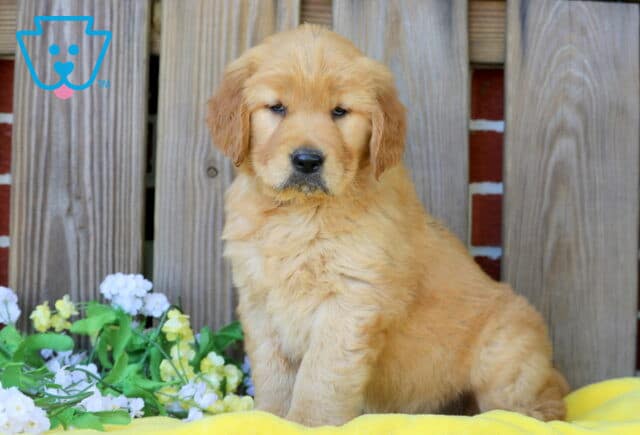 Dixie Golden Retriever 1-001