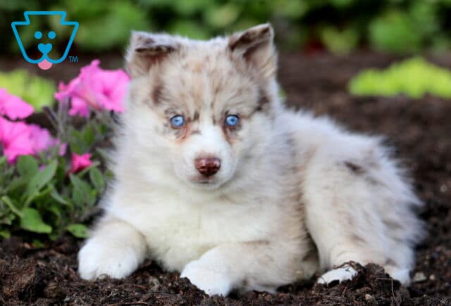 Domino Pomsky 1-001
