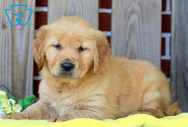 Dora Golden Retriever 1-001