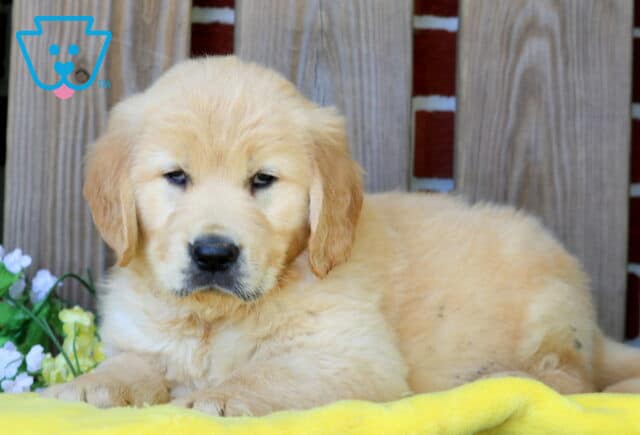 Duke Golden Retriever 1-001