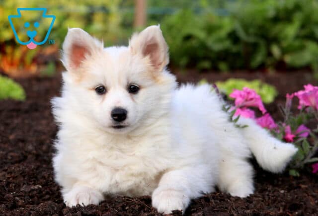 Dutchess Pomsky 1-001