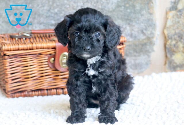 Valley Cavapoo 1-001