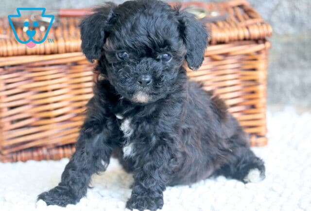 Vanessa Cavapoo 1-001