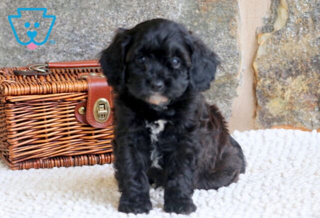 Vedo Cavapoo 1-001