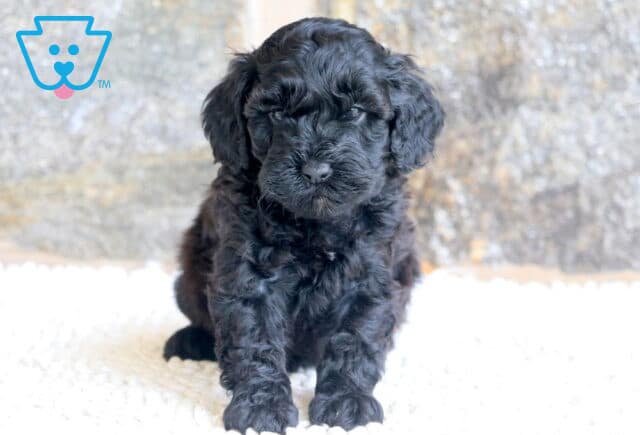 Vic Cavapoo 1-001