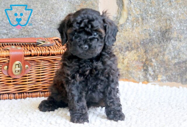 Vinny Cavapoo 1-001