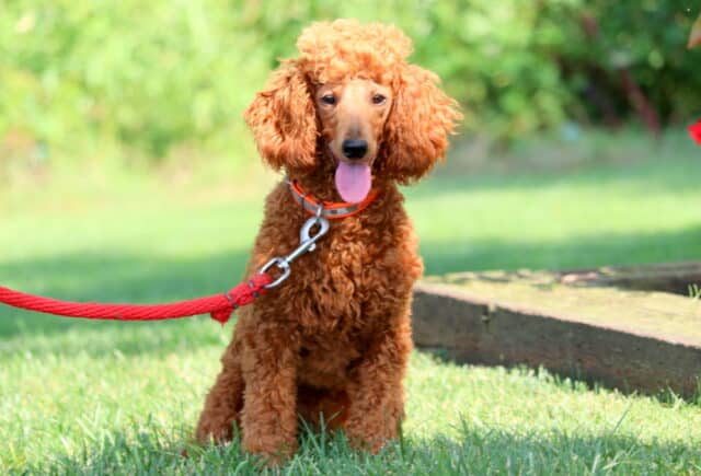 Twinkle Mini Poodle (Sam Blank)-001 image