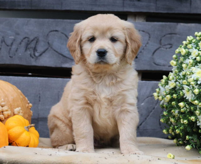 Mini Golden Retriever