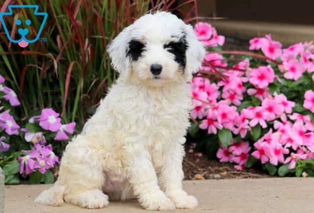 Sheepadoodle