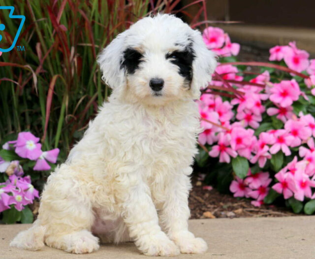 Sheepadoodle